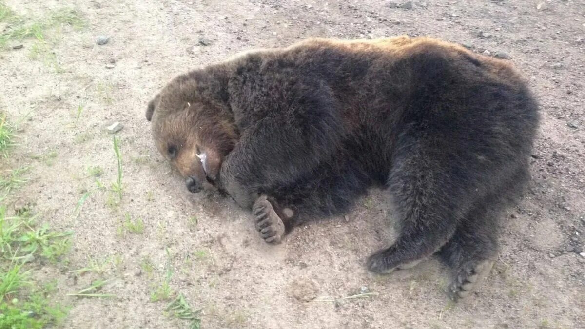 Нападение 2023. Медведи. Медведь фото. Медведь с медвежонком.