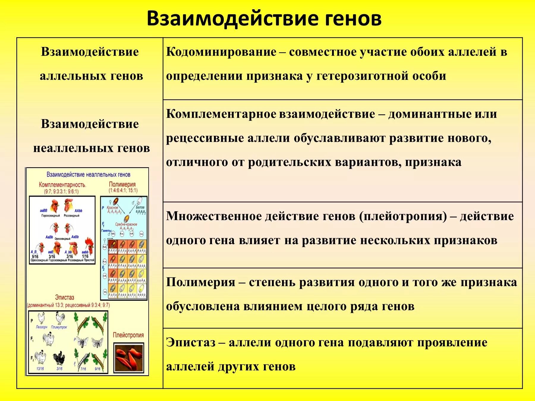 Признаки взаимодействия аллельных генов. Типы взаимодействия аллельных генов таблица. схема типы взаимодействия аллельных генов. аллельные и неаллельные взаимодействия генов таблица. типы взаимодействия между неаллельными генами.