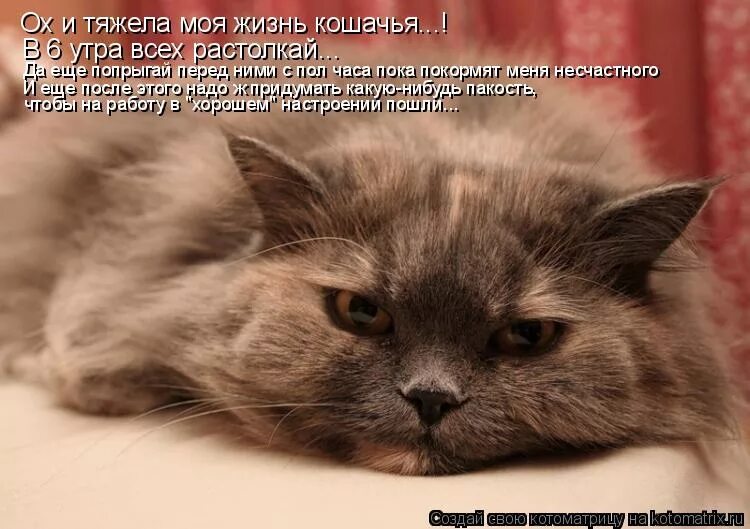 Кошки в нашей жизни. Моя кошачья жизнь 3. История моя кошачья жизнь. Альбом для записей и фото. Рассказ про кошку.