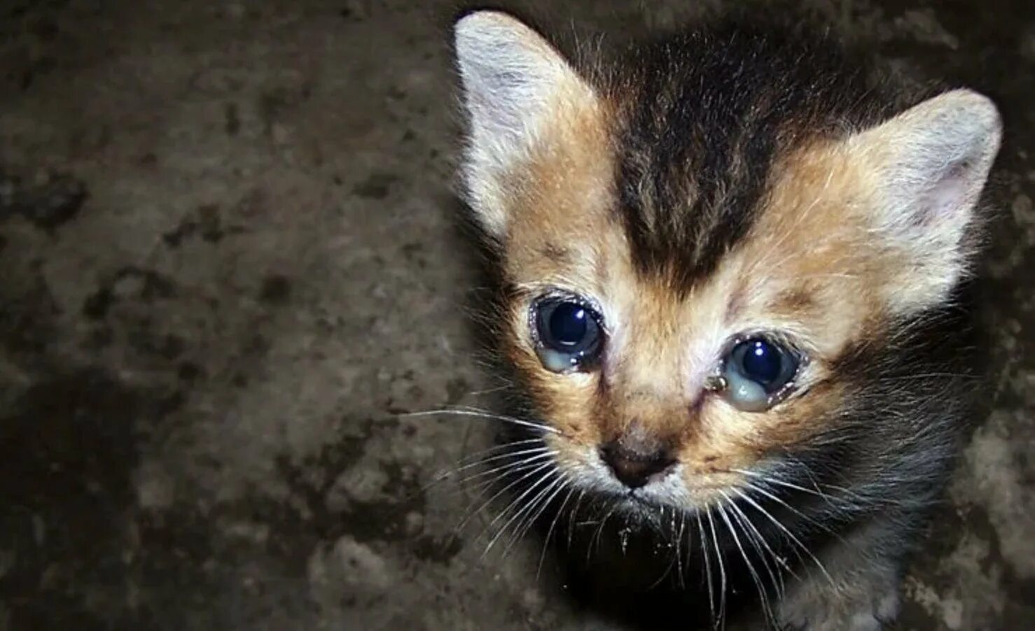 Брошенный котенок. Бездомный котенок плачет. Жалостливый котенок. Бездомные котята. Жалкий н