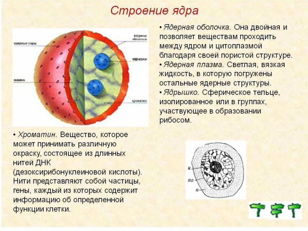 Строение ядрышка ядра клетки. Строение ядра клетки 9 класс биология. Ядро клетки строение и функции. Ядро строение и функции. Ядро имеет три ответа