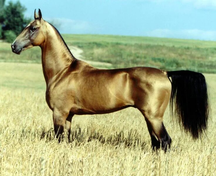 Turkish Horse Akhal Teke The Akhal-Teke, golden horse. 3,006px × 2,171px Akhal t