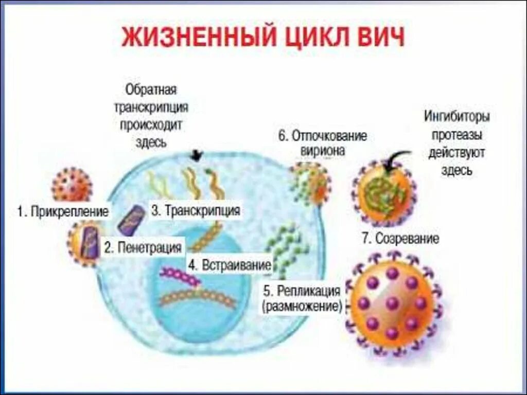 Развитие вич инфекции. Схема размножения ВИЧ. Патогенез ВИЧ инфекции схема. Жизненный цикл ВИЧ схема. Цикл развития вируса ВИЧ.