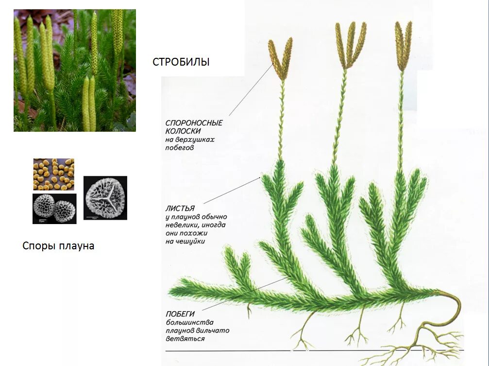 Плауновые хвойные папоротниковые однодольные корневая система. Плаун булавовидный колоски. Стробилы плауна булавовидного. Побег плауна булавовидного. Стробил плауна.