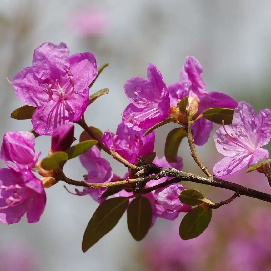 Маральник-это багульник (рододендрон)?. Рододендрон даурский ледебура. Ледебура рододендрон ледебура. Рододендрон ледебура высота. Рододендрон ледебура.