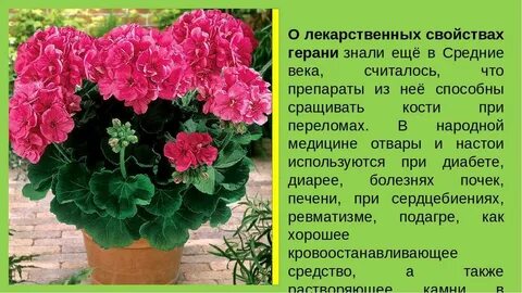 Пеларгония из какой страны