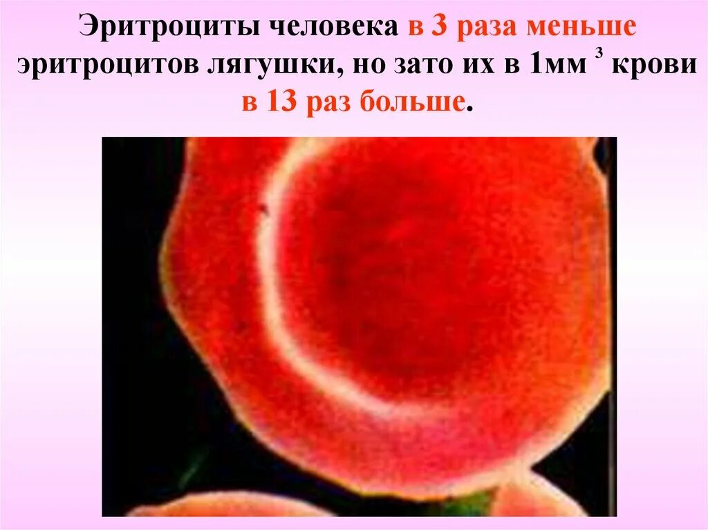 Наличие ядра человека. Эритроцит лягушки и эритроцит человека. Форма эритроцитов лягушки. Ядро эритроцита человека. Форма клетки эритроцитов человека и лягушки.