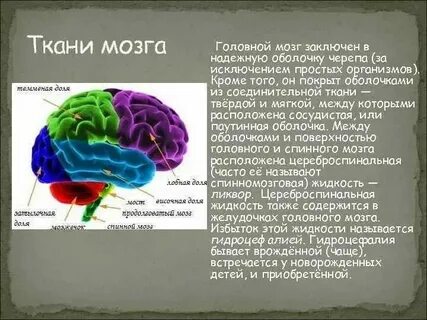 Мышечные ткани головного мозга