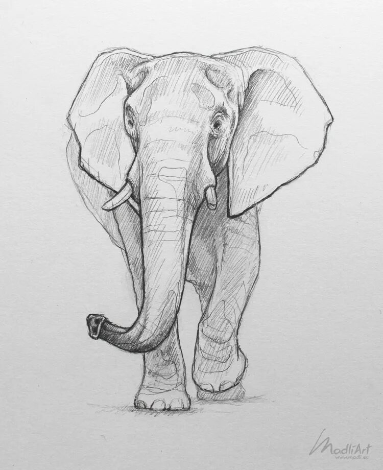 Слон нарисовать. Слон рисунок. Слон набросок. Слон карандашом. Слон рисунок карандашом для детей.