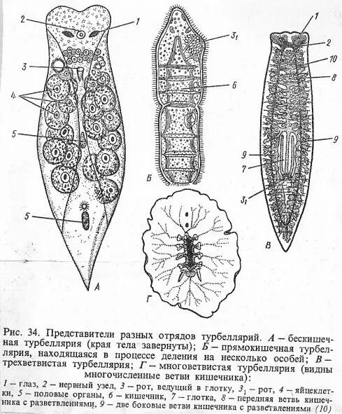 Система ресничных червей. Пищеварительная система плоских червей. Многоветвистые турбеллярии. Ресничные черви питание. Молочная планария строение.