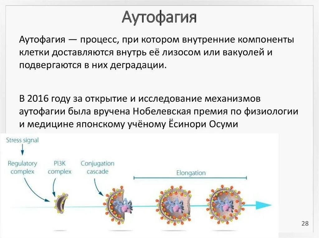 Аутофагия как правильно запустить. Аутофагия. механизм аутофагии. аутофагия что это такое простыми словами. аутофагия клетки.