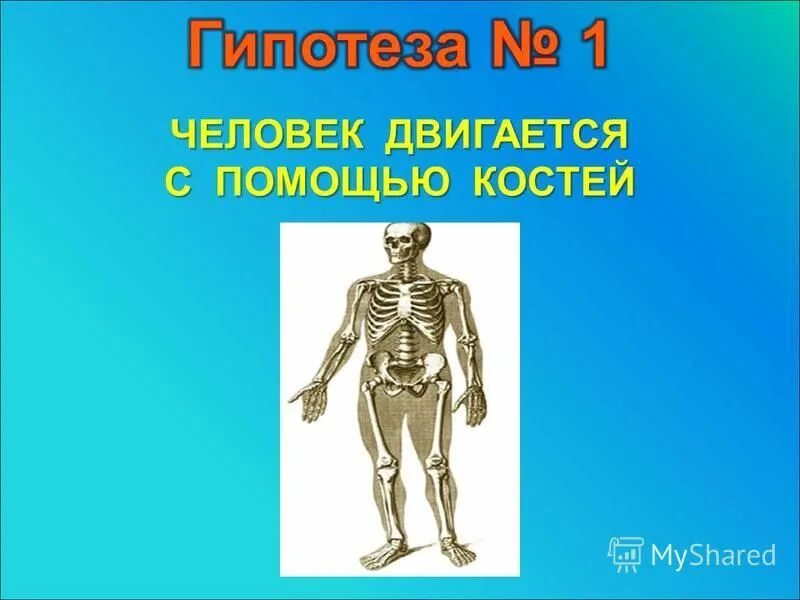 Гаряев суставы и мышцы кости. Скелет человека. Человек двигается. Как передвигается человек. Кости и мышцы презентация.
