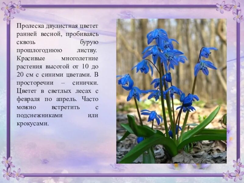 Расцветающие растения 2 класс окружающий мир рассказ
