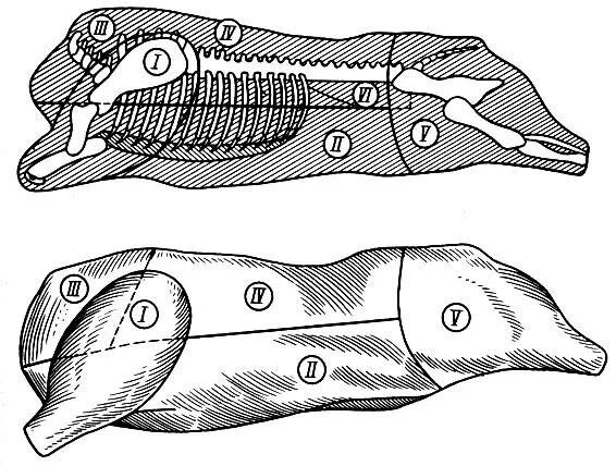 5 свиных туш. Кулинарный разруб свиной туши. Схема разруба туши свинины. Схема кулинарного разруба свиной туши. Рис 8 схема разделки свиной туши.