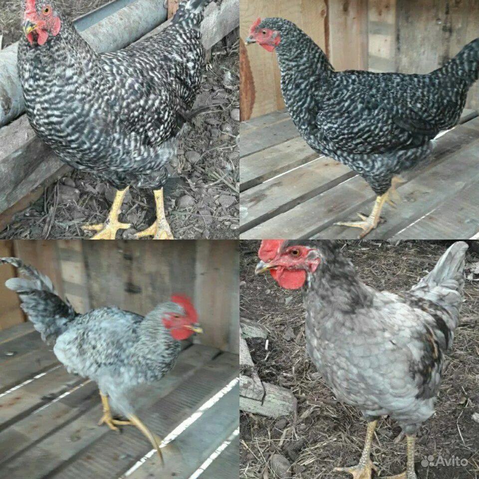 чешский отзывы доминант. чешский доминант порода кур. петух породы доминант. куры доминант крапчатый. чешский отзывы доминант.