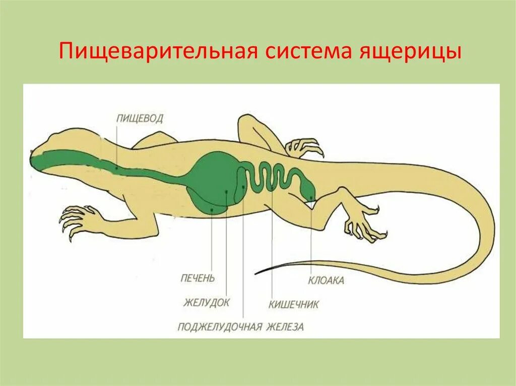 Внутренние органы рептилий. Пищеварительная система прыткой ящерицы. Строение пищеварительной системы ящерицы рептилии. Пищеварительная система пресмыкающихся 7 класс биология. Внутреннее строение пресмыкающихся пищеварительная система.