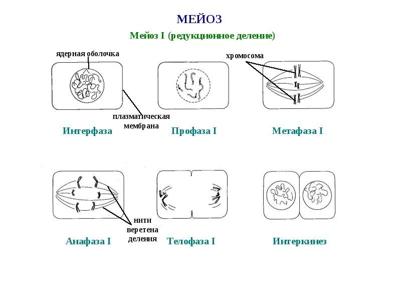 Интерфаза мейоза схема. Мейоз интерфаза 2 схема. Мейоз 1 схема. Схема мейоза интеркинез.