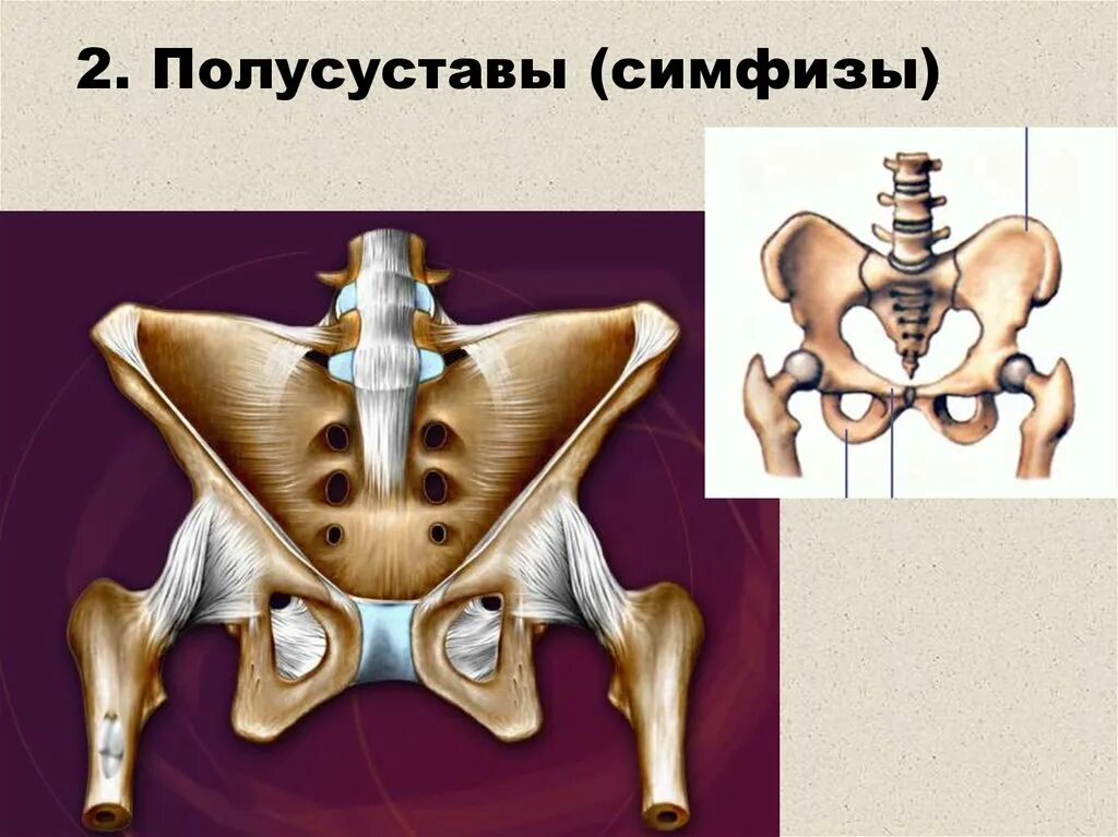 Лобковые кости соединение. Полусуставы симфизы. Лобковый симфиз полусустав кости. Симфиз строение. Полусуставы строение.