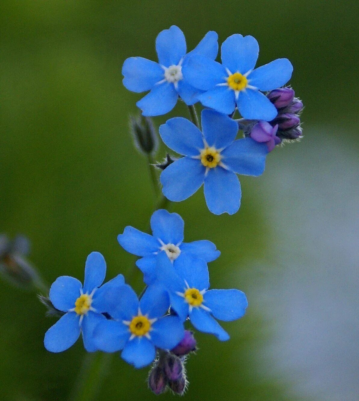 Каких цветов бывают незабудка. Незабудка лесная myosotis sylvatica. незабудка лесная форгетминот. незабудка гибридная. незабудка (myosotis двухлетняя.