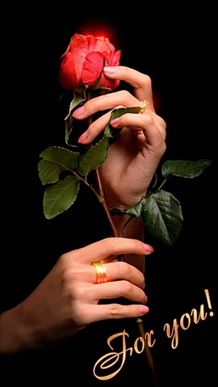 Красивые цветы в руках. Цветок на руку.. Рука держит розу. Rose8flower