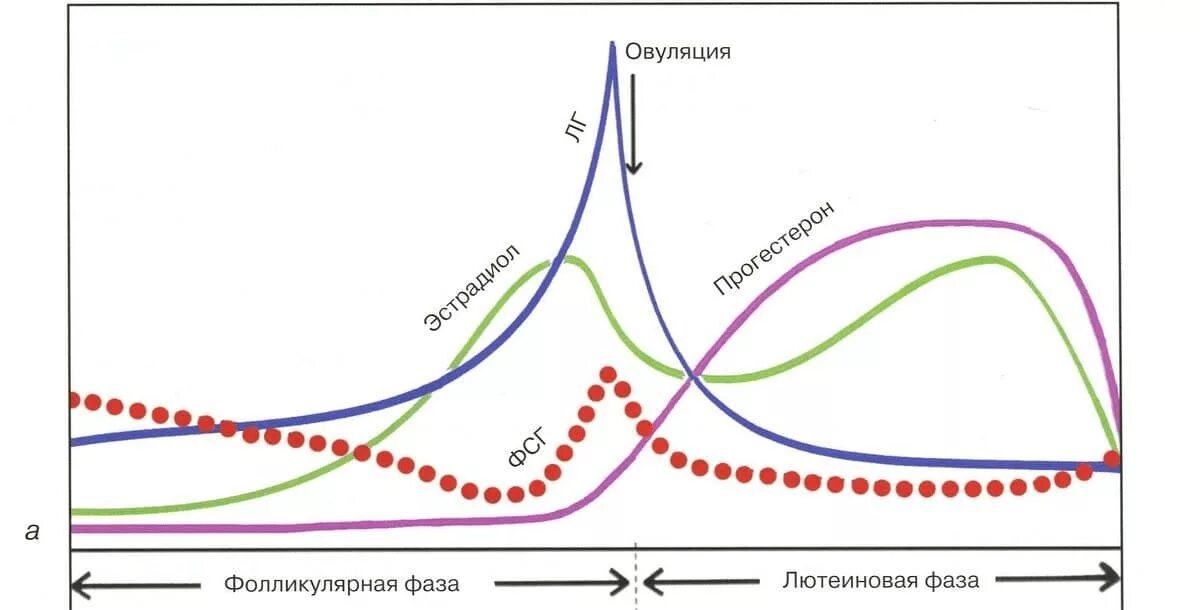 Гормоны после овуляции. Фазы овуляторного цикла. лютеинизирующий гормон схема. пик гормона лг. фолликулярная фаза гормоны.