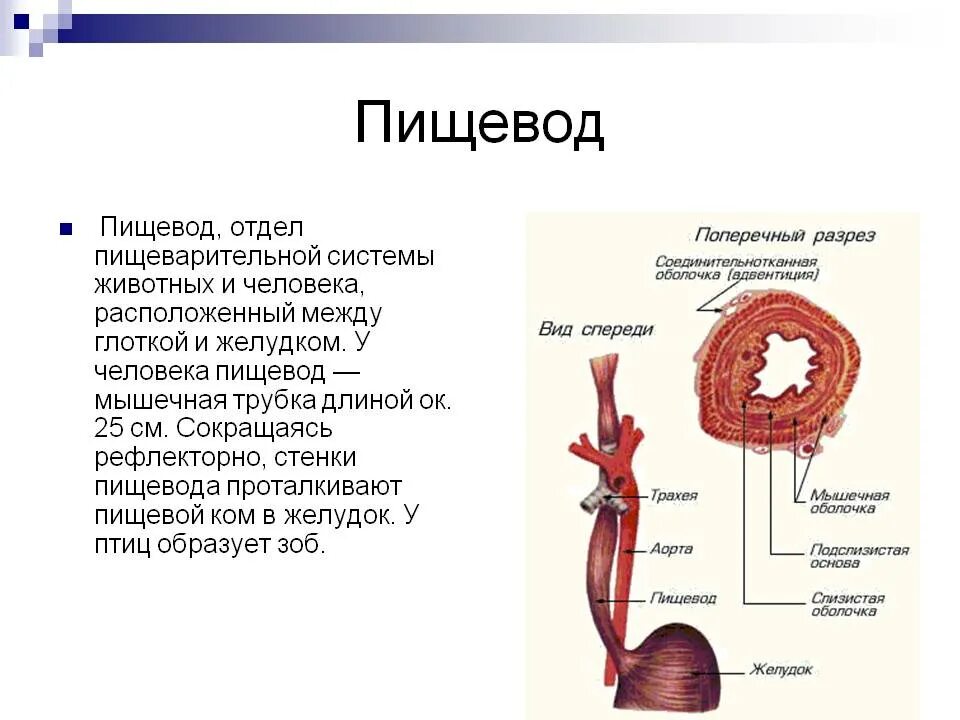 Органы пищевод человека