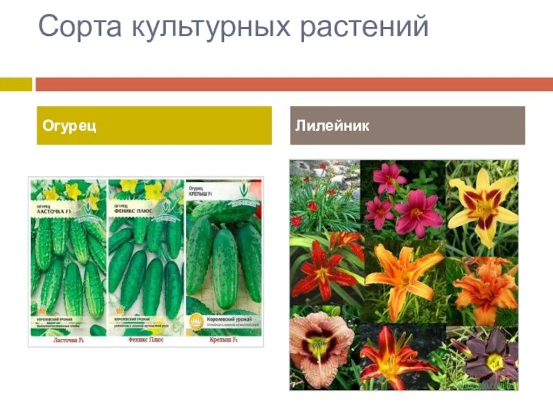 Сколько разнообразных сортов культурных растений: найдено 79 изображений