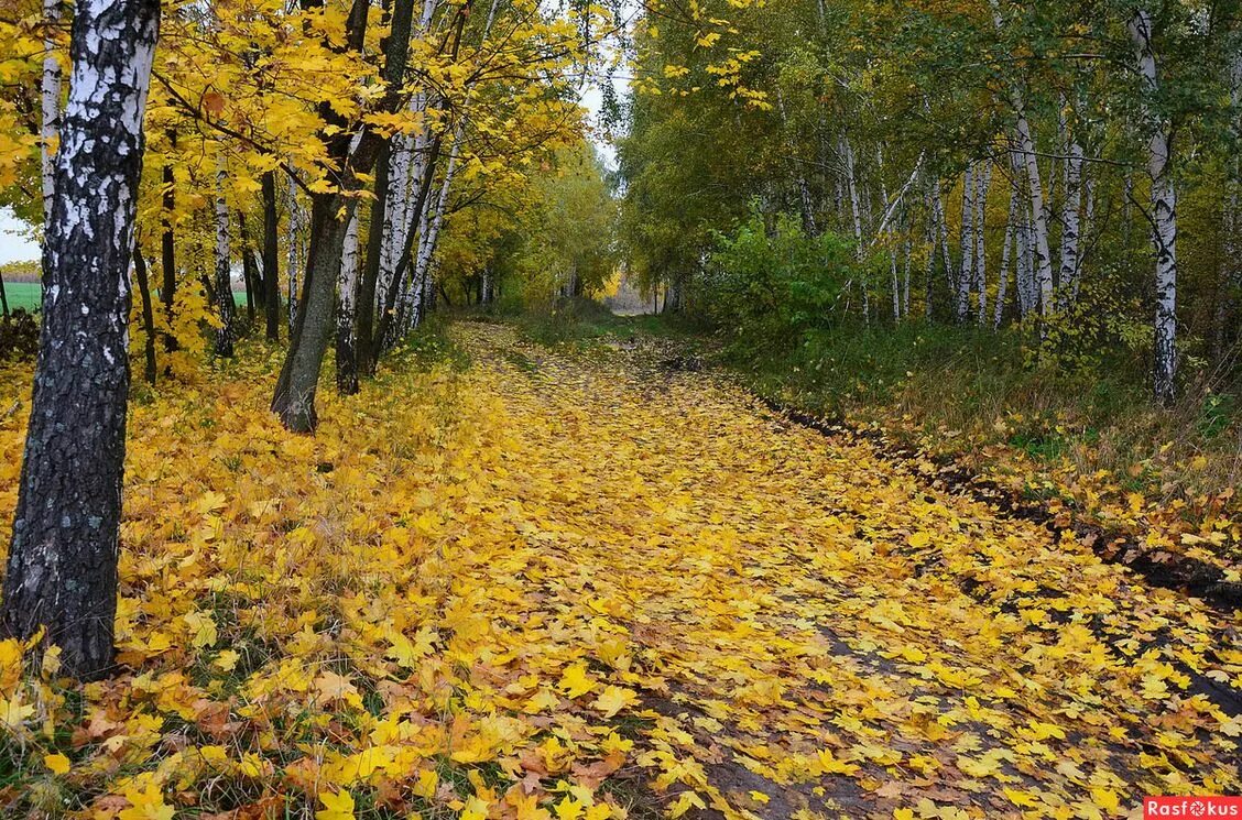 В лесу начался осенний листопад. Осенний листопад. осень листопад. осенний лес листопад. листопад пейзаж.