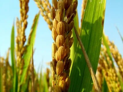 Harvest plants