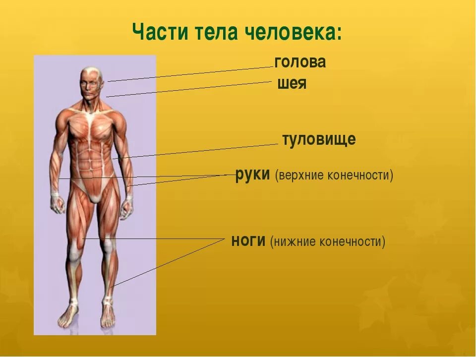 Видовое название человека. Части тела человека анатомия. Человечек части тела. Туловище человека. Назовите части телачеловнка.