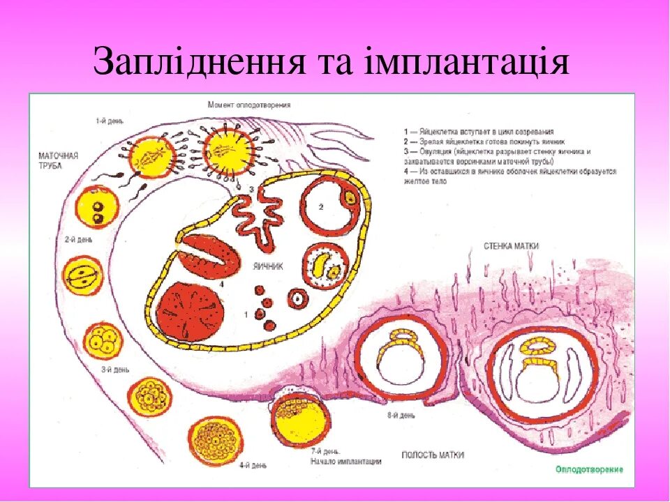 Процесс оплодотворения яйцеклетки по дням. Схема зачатия. Матка оплодотворение схема. Оплодотворение картинки.