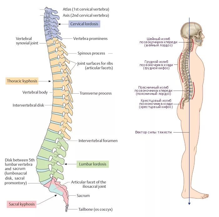 Строение позвоночника по отделам человека с расшифровкой