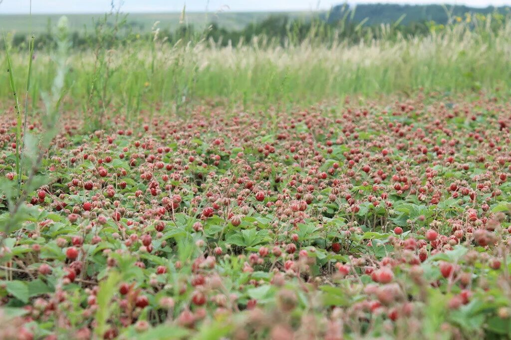 Клюква сибирская. Дайсуги деревья. Много растущее. Лес снизу вверх. Много растущее.