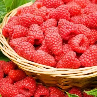 Cane fruit