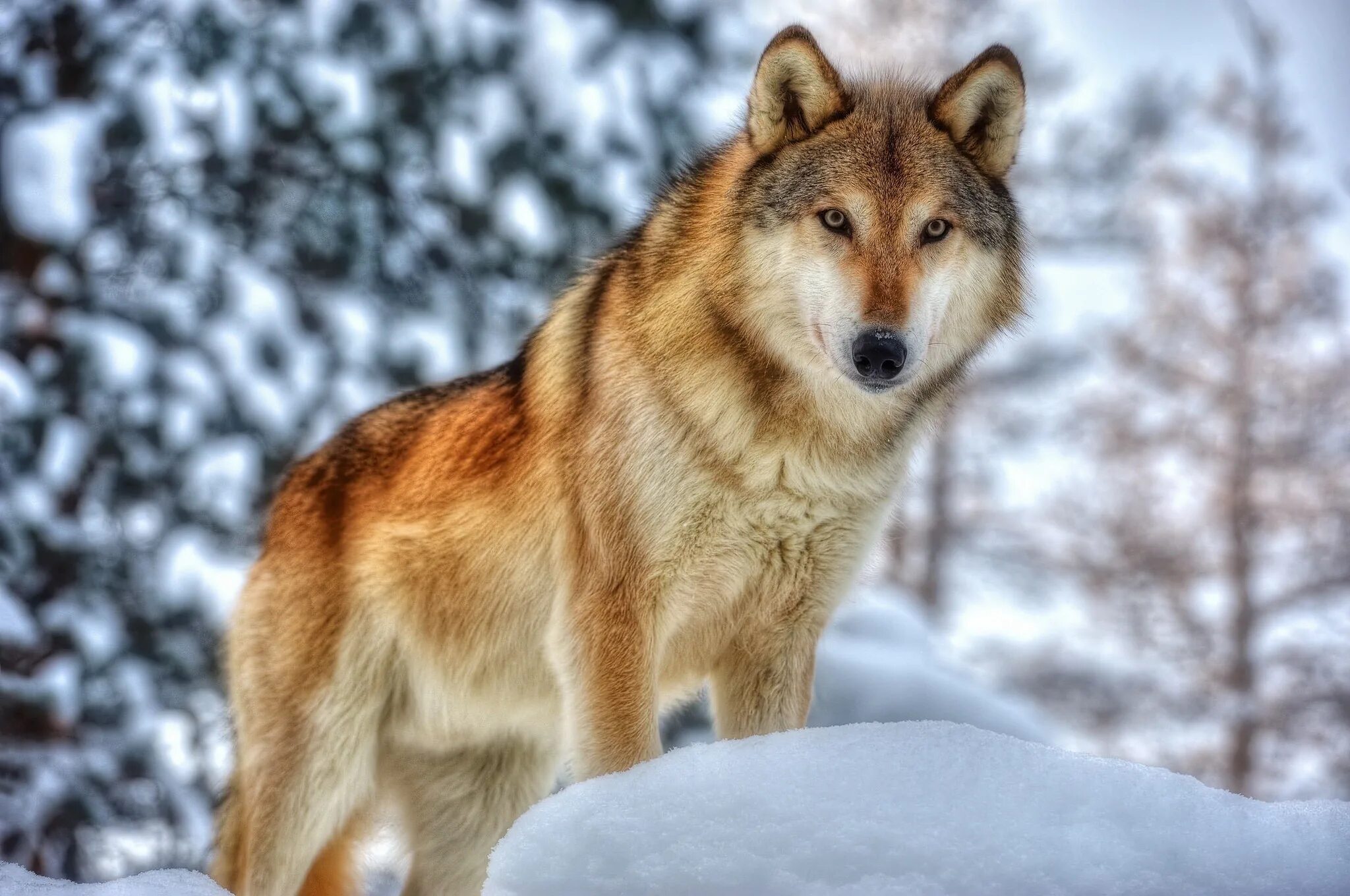 Волк canis Lupus. Красивый волк. Волк зимой. Изображение волка.