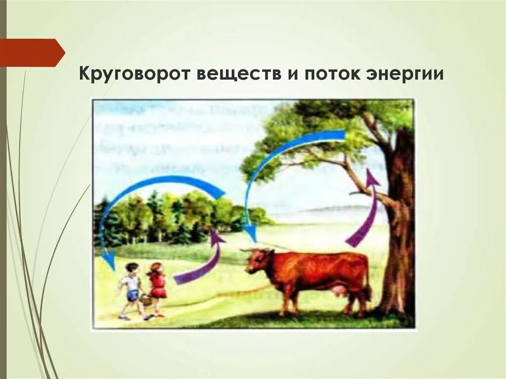 Круговорот жизни в природе. Круговорот в природе в природном сообществе. Круговорот энергии в природе. Природное сообщество рисунок. Круговорот жизни человека