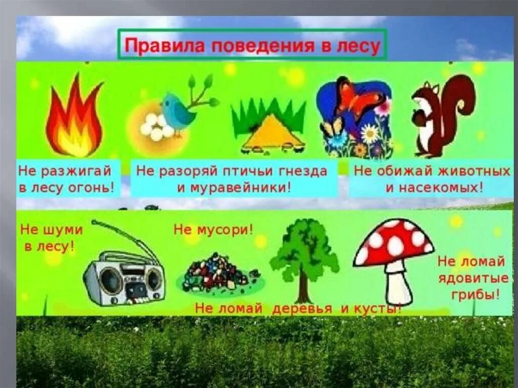 Составить памятку поведение в лесу. Правила поведения в лесу. Привали поведения в лесу. Правила поведения влему. Правила поведения в Дему.