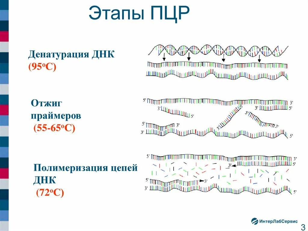 Полимеразная цепная реакция результат. . Полимеразная цепная реакция (ПЦР). Этапы. Этапы полимеразной цепной реакции ПЦР. Полимеразная цепная реакция схема. Этапы полимеразной цепной реакции.