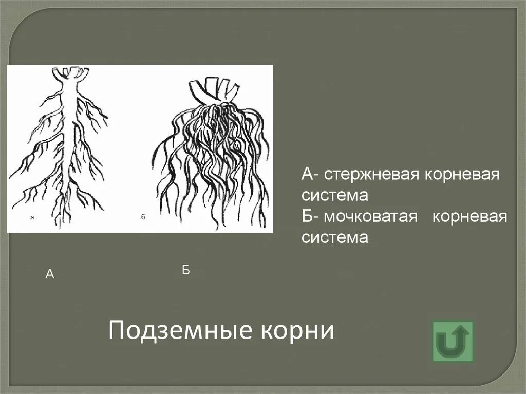 Корневая система мочковатая корневища подземные. Стержневая и мочковатая корневая система. Что относится к видоизмененным корням биология 6