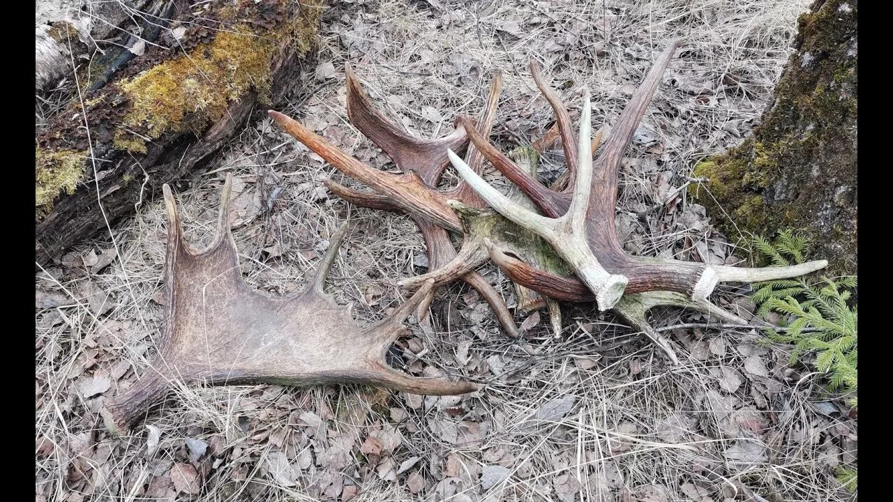 Лось сбрасывает рога. Лосиные рога в лесу. Рога лося видео