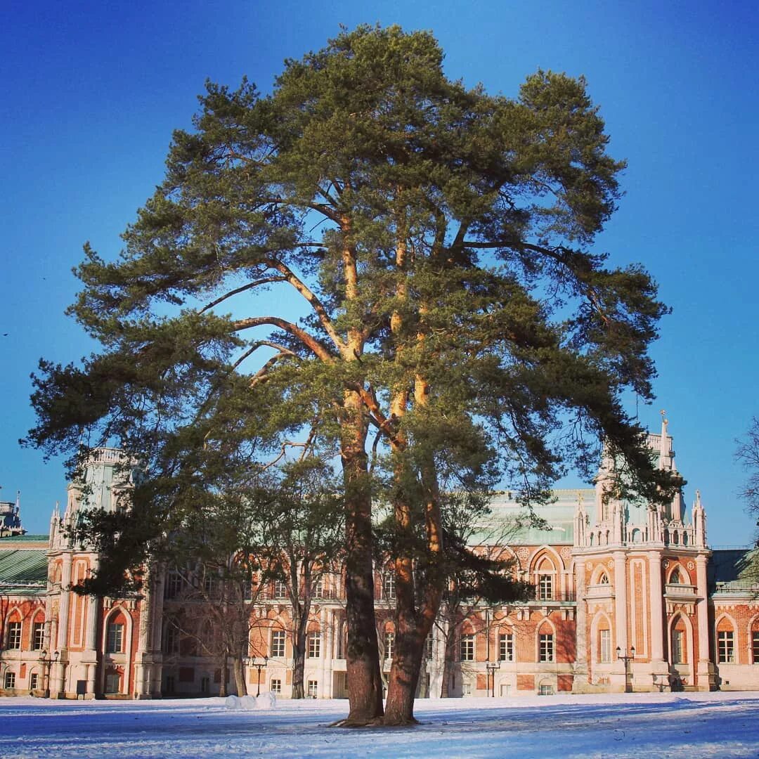 Сосенки царицыно