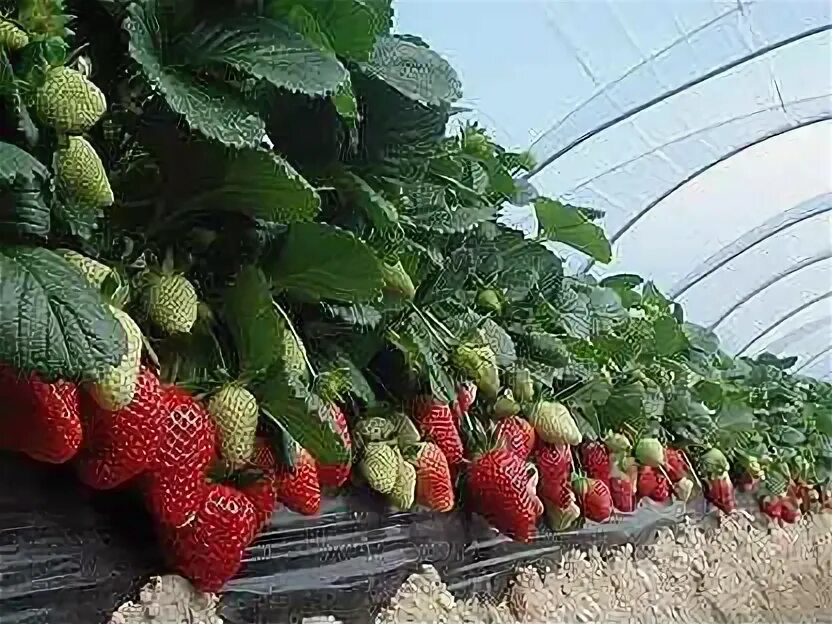 Сорта земляники для выращивания