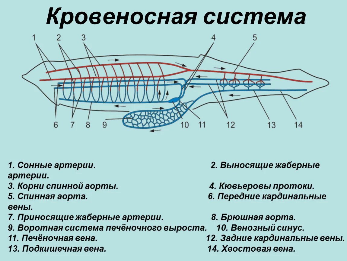 Кровообращение ланцетника. Схема кровеносной системы ланцетника. Система строения кровеносной системы ланцетника. Строение кровеносной системы ланцетника. Схемы строения ланцетника кровеносная.