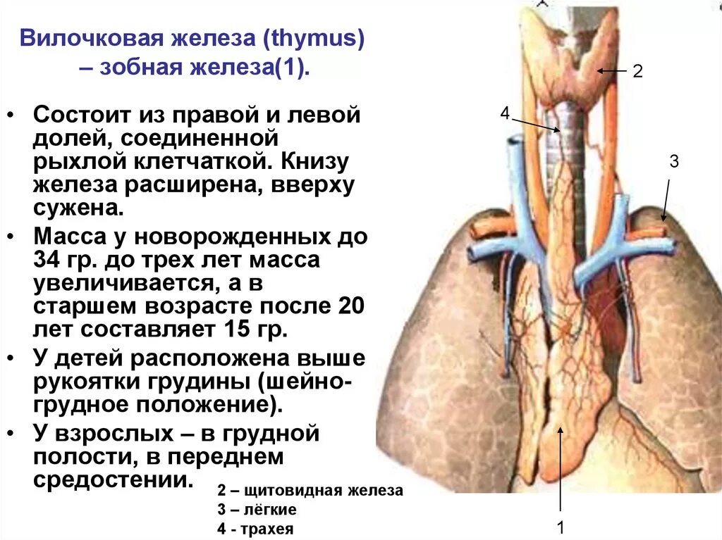 Иммунный орган тимус. Вилочковая железа расположение строение функции. Тимус вилочковая железа функции. Тимус строение и местоположение. Вилочковая железа тимус роль.