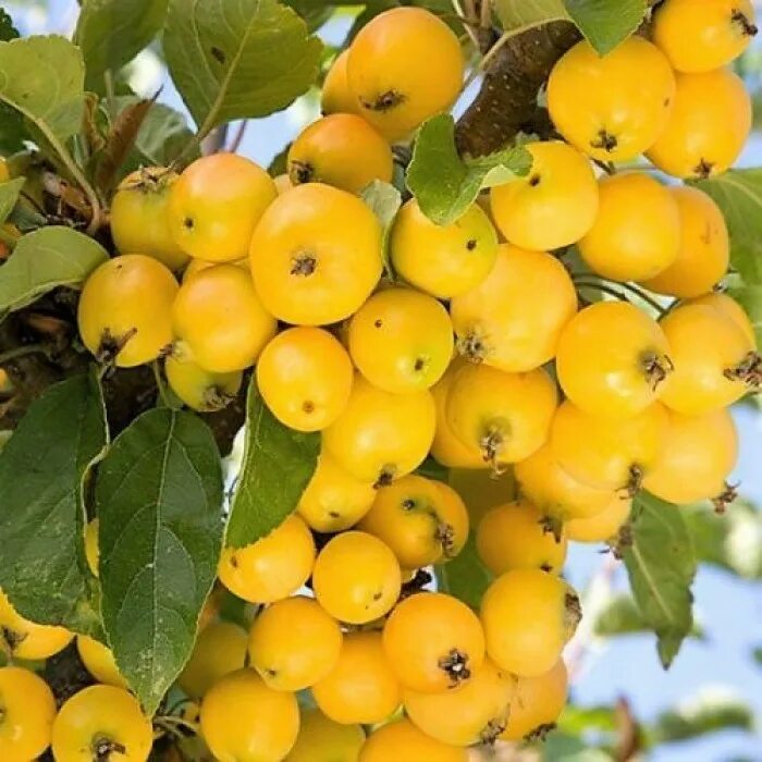 Китайка золотая отзывы. Яблоня ( Malus ) Yellow Siberian. Яблоня декоративная Голден Хорнет. Яблоня китайка Райские яблочки. Яблоня Райская Голден Хорнет.