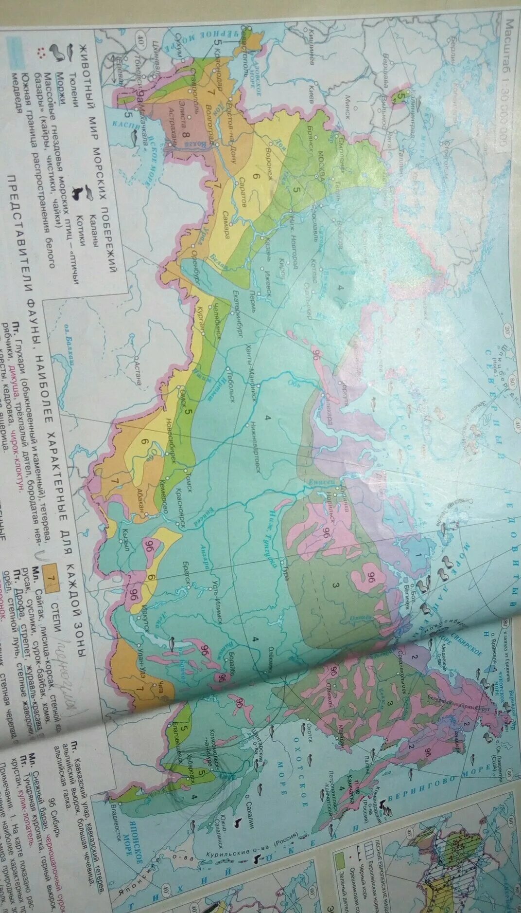 Европейский юг в каких природных зонах находится. Природные зоны европейского юга. карта природных зон европы. карта почв европейского юга.