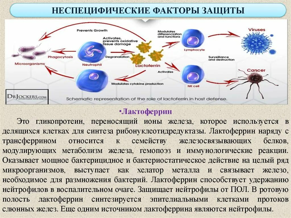 Неспецифические иммунные факторы. Неспецифические факторы защиты. Факторы защиты полости рта. Неспецифические факторы защиты ротовой полости. Неспецифические факторы защиты лизоцим.