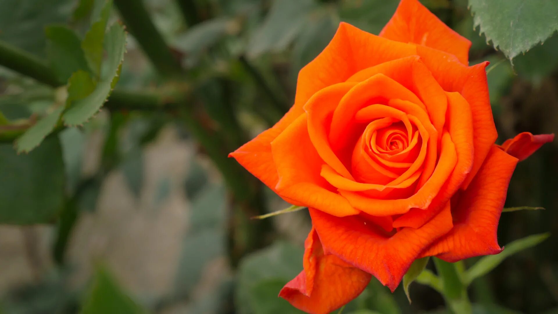 Томат амана оранж f1 партнер. Томат оранж биф f1. Томат амана оранж. Томаты амана оранж сорта. Сорт оранж.