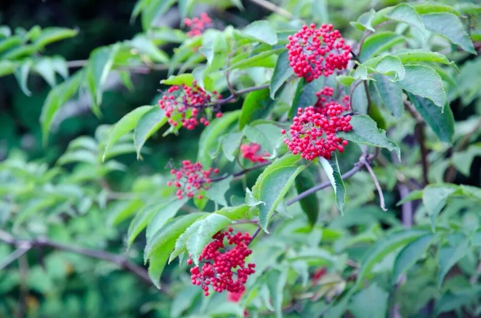 Бузина красная (Sambúcus racemósa). Бузина красная Sambucus racemosa съедобная. Бузина Вильямса (Sambucus williamsii). Sambucus sibirica. Бузина съедобная