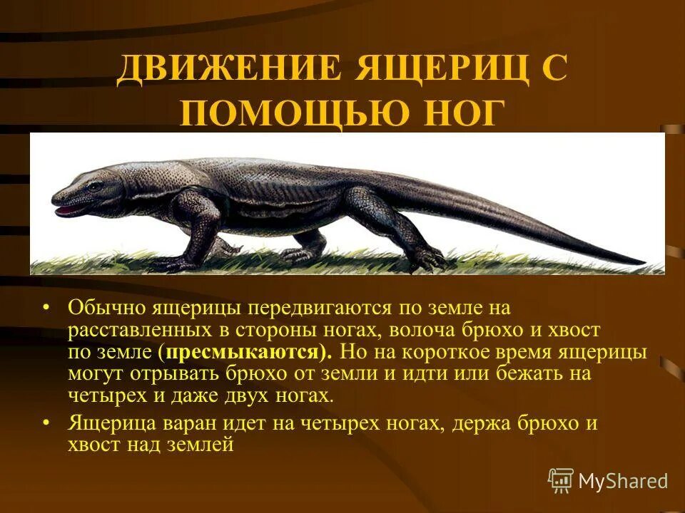 Способ передвижения рептилий. Пресмыкающиеся движение. Способ передвижения ящерицы обеспечивается. Скелет позвоночника пресмыкающихся. Способ передвижения ящерицы обеспечивается.
